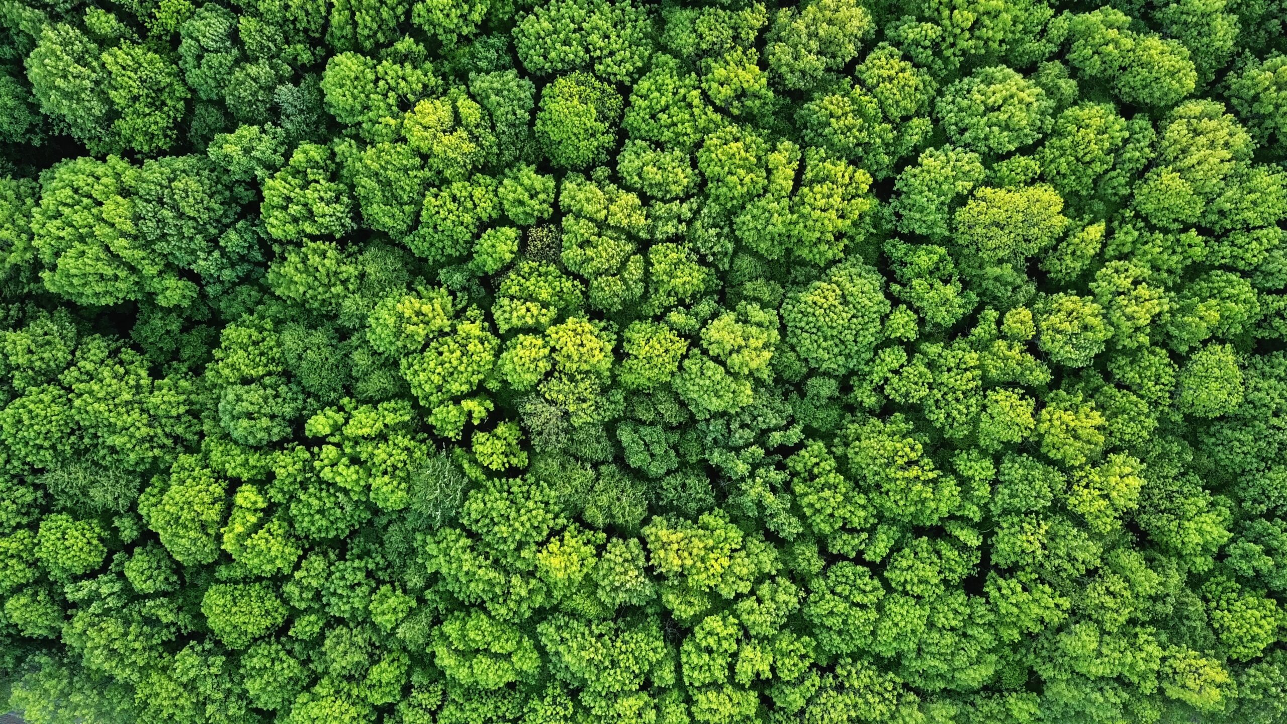 Aerial view of a lush green forest canopy from above